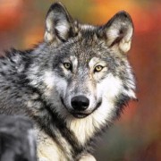 Caccia al lupo in Romania.. Tra Miti, Fiabe e Cacce d altri Tempi